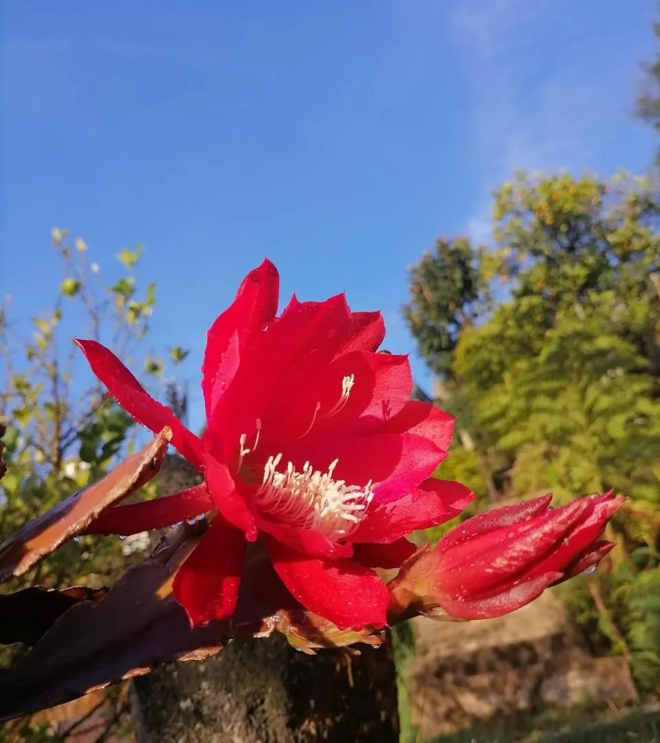 Tea Bound Resort Nuwara Eliya
